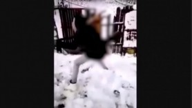 Cruzime fără margini. Vulpe lovită cu lopata de un minor, după ce a fost omorâtă. Polițiștii anchetează cazul